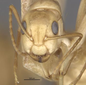 Media type: image;   Entomology 21578 Aspect: head frontal view